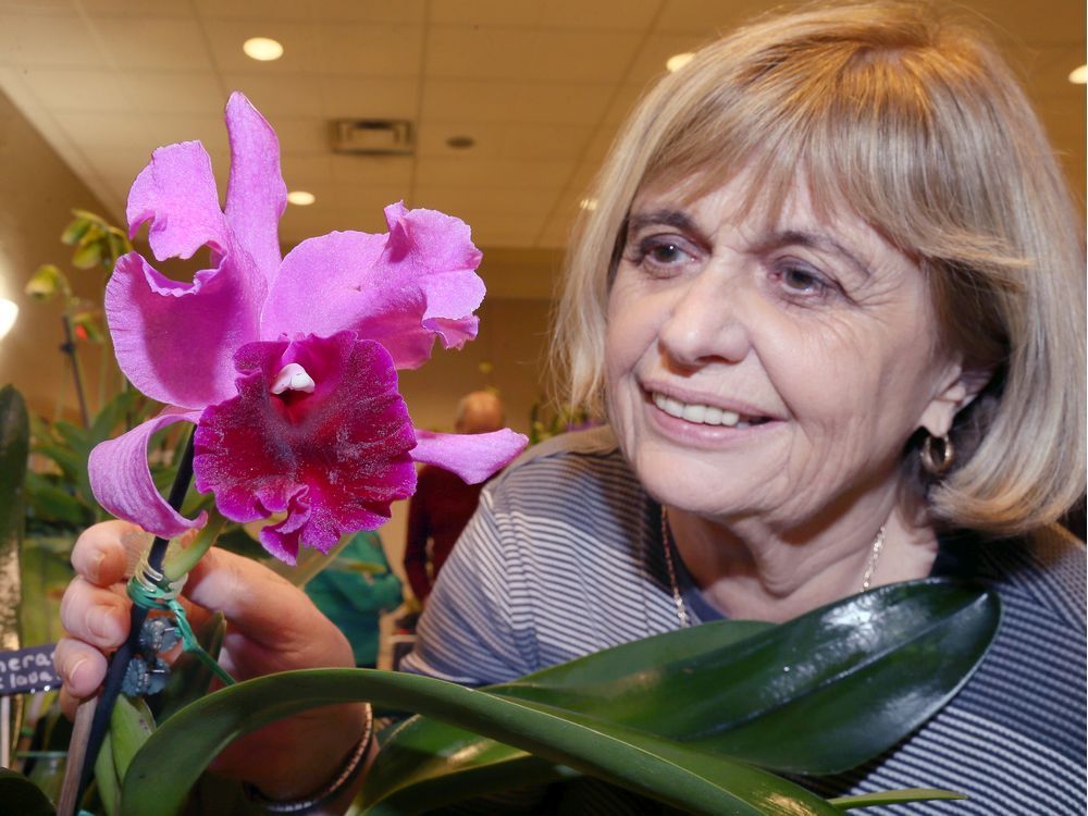 Photos: Orchid show in Comber